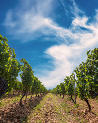 Rows of a beautiful vineyard in a plain between the mountains, under a spectacular blue sky with clouds. Traditional agriculture. 