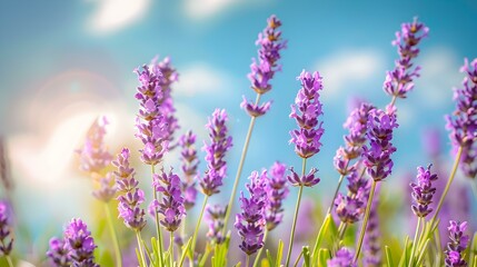 Obraz premium Close-Up of Vibrant Lavender Flowers in a Field