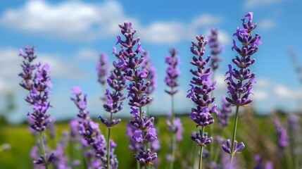 Obraz premium Close Up of Lavender Flowers Blooming in a Field
