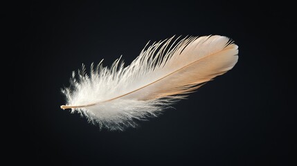 Single white feather isolated on a black background.