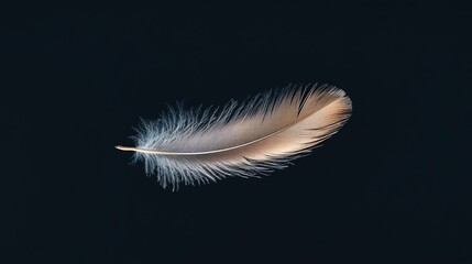 Obraz premium A single white feather against a black background.
