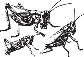 Set Locusts. Hand drawn vector illustration	