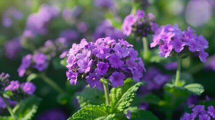 Obraz premium Purple Flowers Blooming in a Garden Close Up Photography