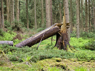 Ein Stapel Feuerholz für den Winter