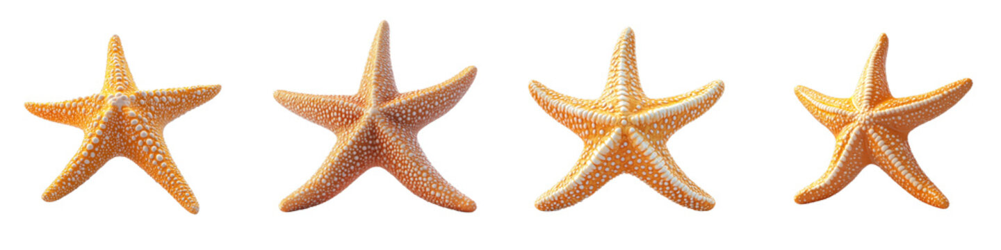 3D of a starfish in a minimalist style, transparent background, png format.