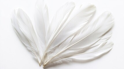Obraz premium A collection of delicate white feathers arranged artistically on a light background.