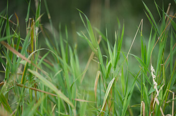 beautiful close-up of green reeds