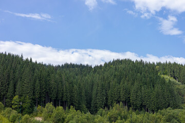 Lush green coniferous forest under a blue sky with scattered clouds on a sunny day