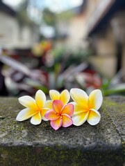 Fleurs de frangipaniers