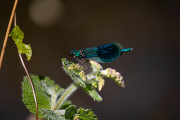 blue dragonfly on a green leaf