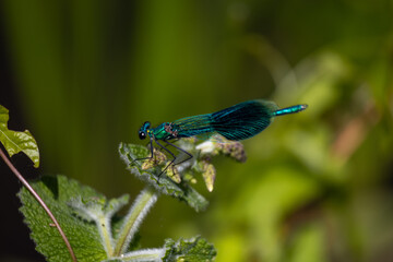 blue dragonfly on a green leaf