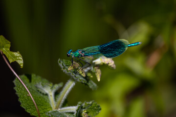 blue dragonfly on a green leaf