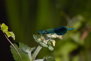 blue dragonfly on a green leaf