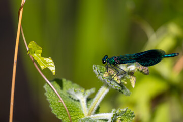 blue dragonfly on a green leaf