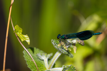 blue dragonfly on a green leaf