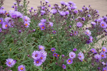 Naklejka premium Lots of purple flowers of New England asters in October