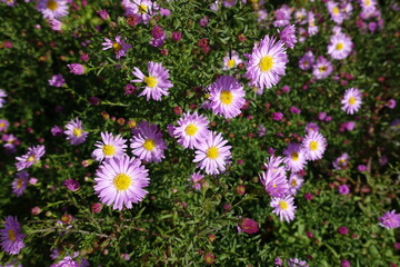 Closed buds and pink flowers of Michaelmas daisies in October