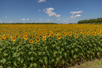 Sunflowers close up in field with the blue sky