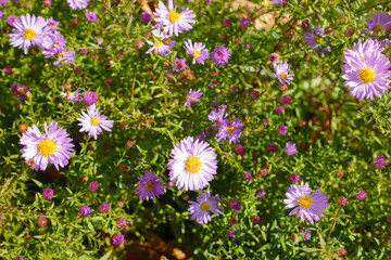 Fototapeta premium Half open pink flowers and buds of Michaelmas daisies in October