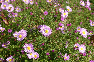 Fototapeta premium Opening buds and pink flowers of Michaelmas daisies in October