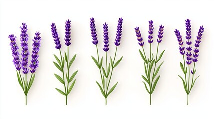 Obraz premium Five elegant lavender stems arranged in a row, showcasing vibrant purple flowers and lush green leaves.