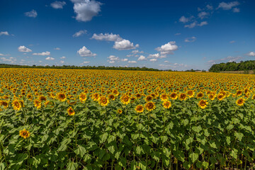 Fototapeta premium Sunflowers close up in field with the blue sky