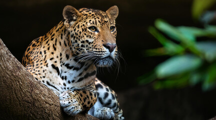 Obraz premium A leopard resting on a tree. A leopard sitting on a tree 