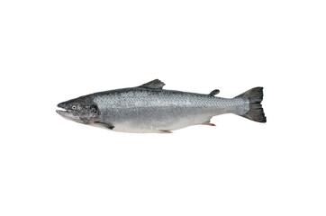 salmon isolated on white background