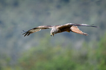 rapace milan royal