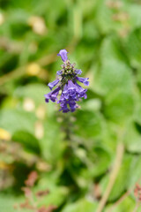 Pyrenean dead-nettle flowers