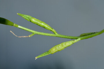 Salad rocket seed pods