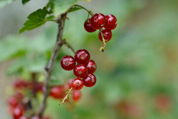 Red currant fruit