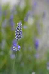 Common lavender flower