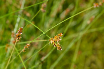 Prickly sedge seed heads