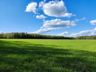 Green meadow on the background of forest and blue sky with clouds. Belarus