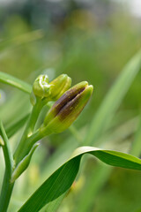 Daylily Night Embers flower buds