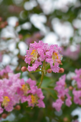 Obraz premium Crepe myrtle flowers
