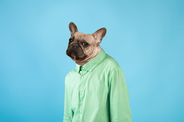 A French Bulldog stands upright, wearing a light green shirt, showcasing a playful and whimsical...