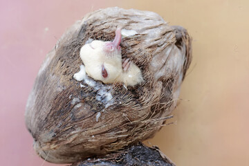 An adult sugar glider resting on a hollow coconut. This mammal has the scientific name Petaurus...