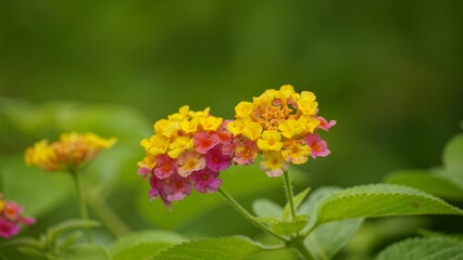 Close-up of Lantana Camara flowers blooming