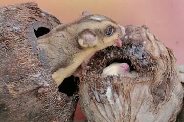 Obraz premium A pair of adult sugar gliders resting on a hollow coconut. This mammal has the scientific name Petaurus breviceps.