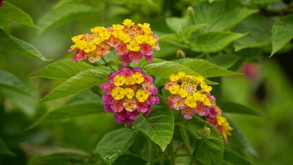Close-up of Lantana Camara flowers blooming