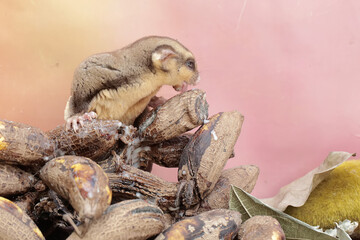 An adult sugar glider eats a bunch of ripe bananas that has fallen to the ground. This mammal has the scientific name Petaurus breviceps.