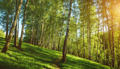 Grove of birches with young green leaves at sunset or sunrise in spring or summer. Vintage film aesthetic.