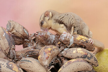 An adult sugar glider eats a bunch of ripe bananas that has fallen to the ground. This mammal has the scientific name Petaurus breviceps.