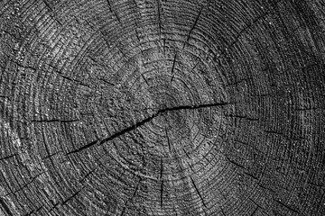 Black and white texture of sawn logs with growth rings. Natural background.