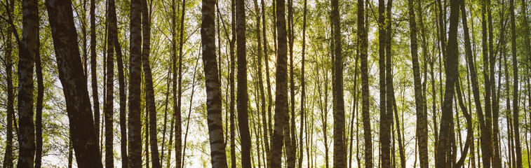 Sunset or sunrise in a spring birch forest with bright young foliage glowing in the rays of the sun and shadows. Vintage film aesthetic.