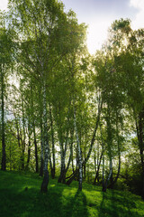 Grove of birches with young green leaves at sunset or sunrise in spring or summer. Vintage film aesthetic.
