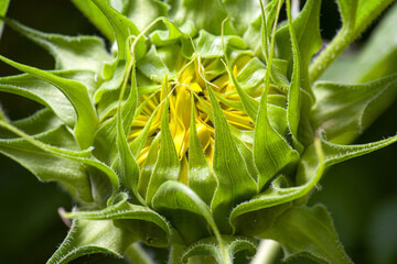 fleur tournesol jardin nature