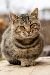 Cat sitting on the porch